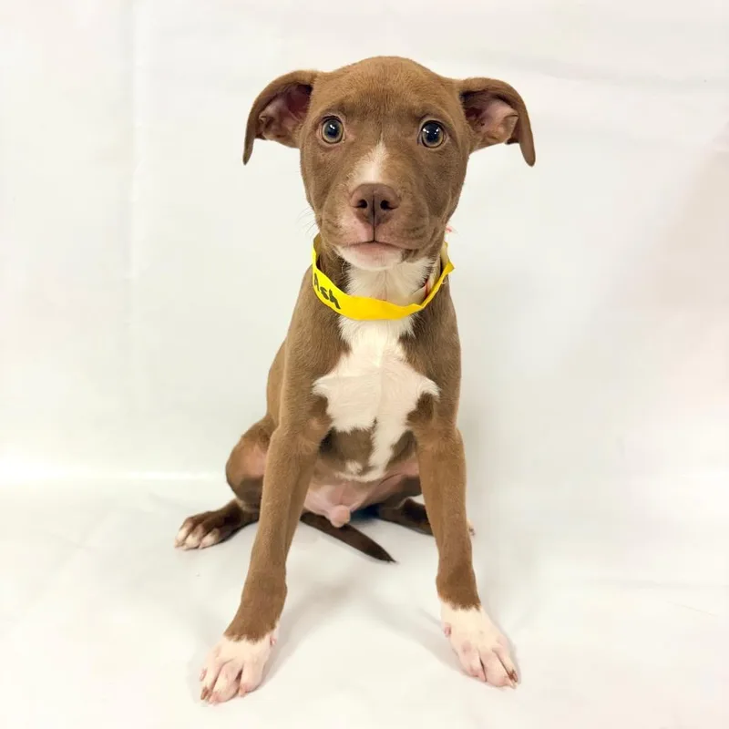 A baby small-sized male Pit Bull Terrier dog named Ash for adoption in Parker, CO