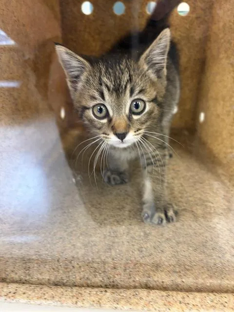 An adult small-sized male Domestic Short Hair cat named Lieutenant Dan for adoption in West Valley City, UT