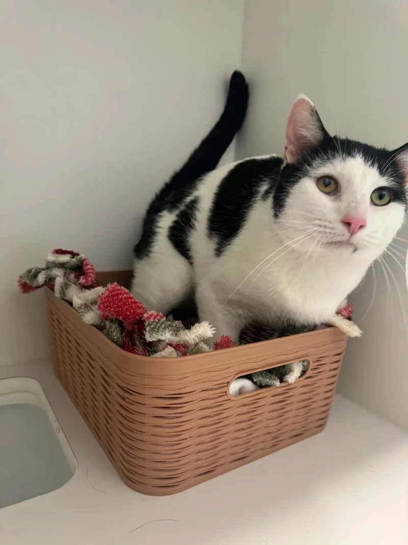 A young large-sized male American Shorthair cat named Brandon for adoption in Danbury, CT