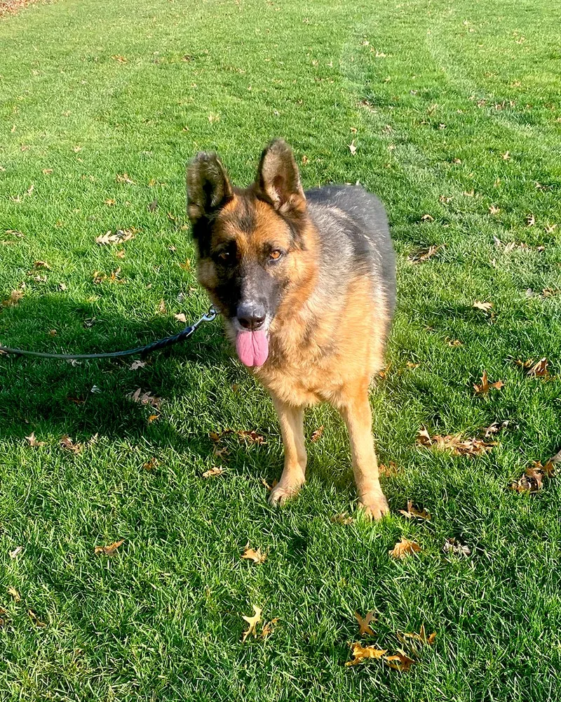 Sadie