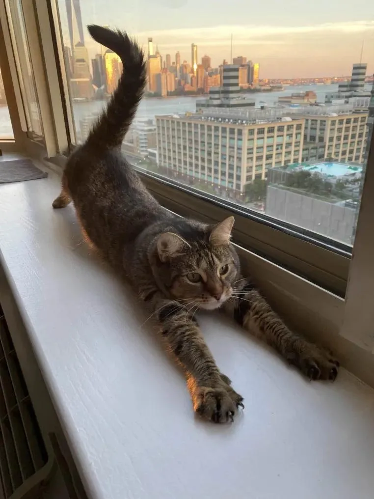 An adult small-sized female Tabby (Brown / Chocolate) Domestic Short Hair cat named Emma for adoption in Florham Park, NJ