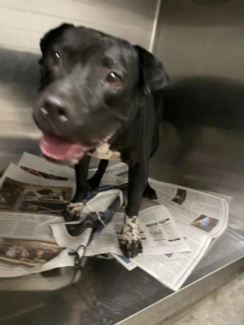 A young large-sized female Pit Bull Terrier dog named Rollins for adoption in Van Nuys, CA