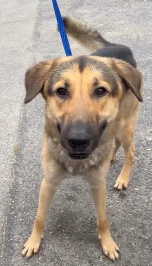 A young large-sized male Tricolor (Brown, Black, & White) Shepherd dog named Fred for adoption in Frazier Park, CA
