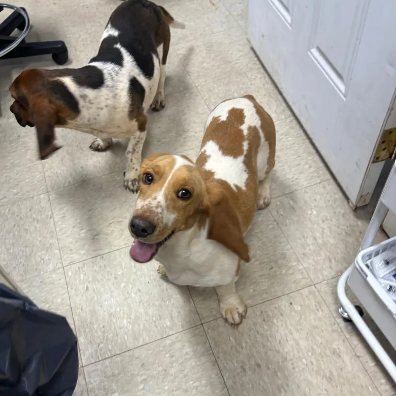 A young medium-sized female Yellow / Tan / Blond / Fawn Basset Hound dog named Cornbread for adoption in Franklin, NC