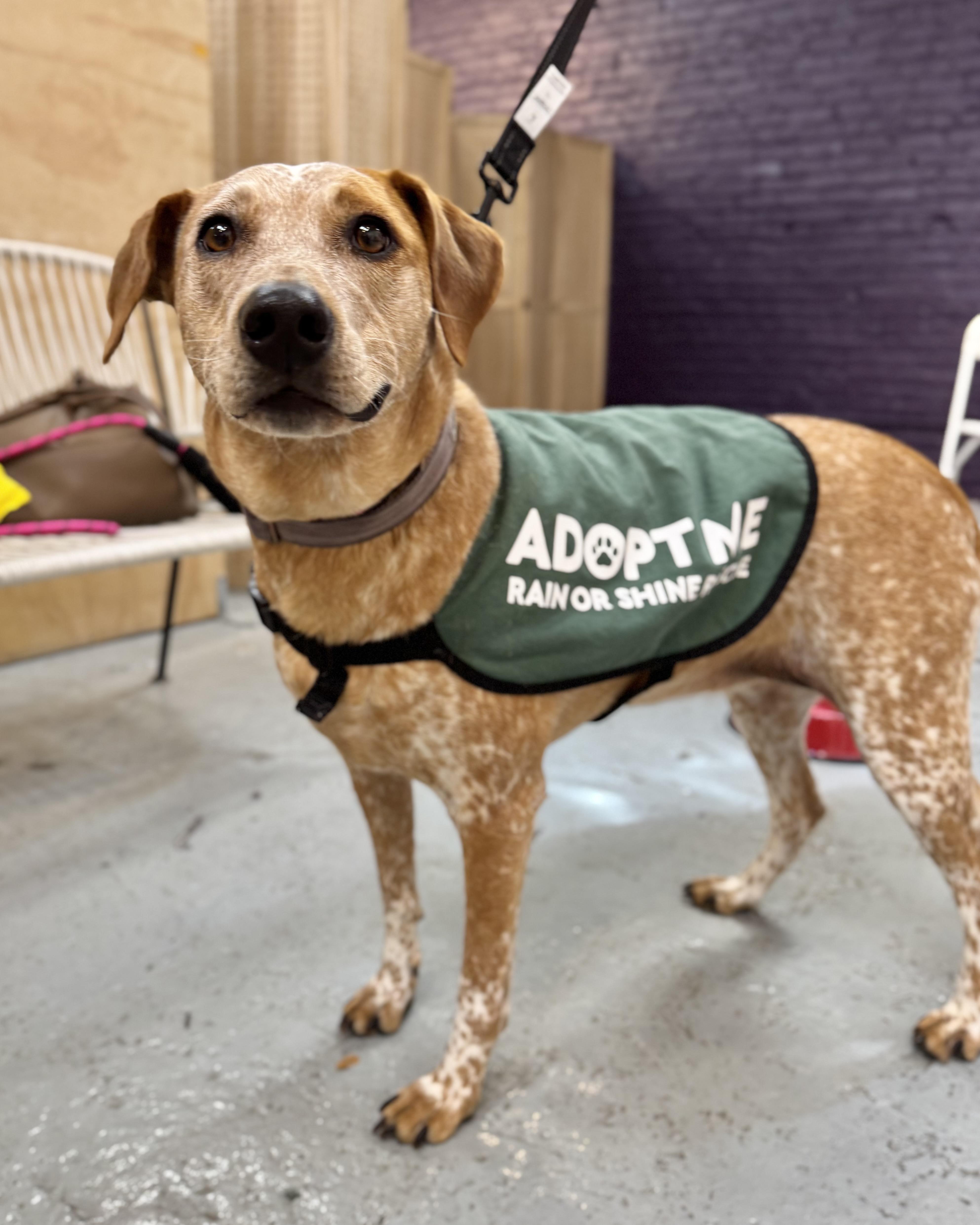 An adult large-sized female Red / Chestnut / Orange Cattle Dog dog named Palawan for adoption in New York, NY