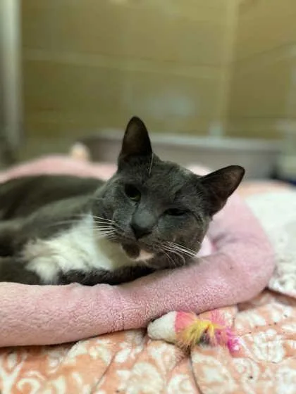 An adult large-sized male Domestic Short Hair cat named Sylvester for adoption in Munster, IN