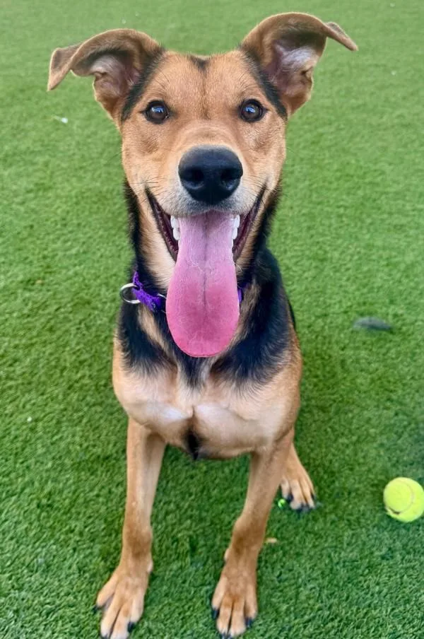 A young large-sized male Shepherd dog named Buzz for adoption in San Diego, CA