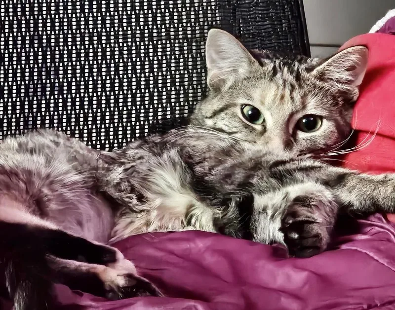 Nova Bonded Pair thumbnail 3