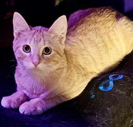 Nova Bonded Pair thumbnail 4