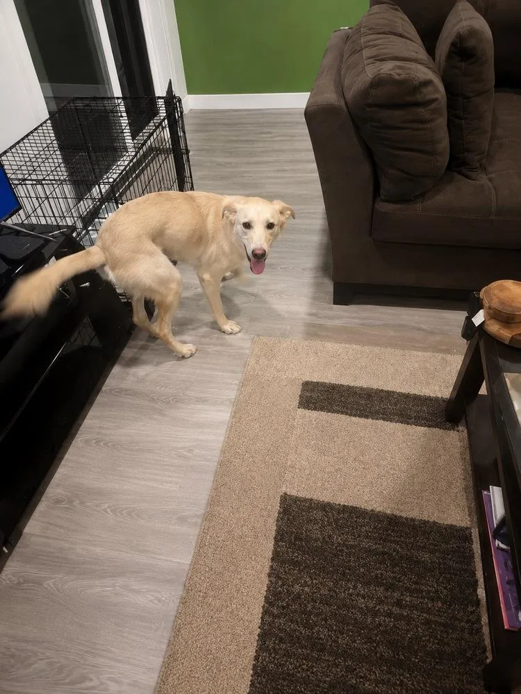 A baby medium-sized male White / Cream Shepherd dog named Bird for adoption in Colorado Springs, CO