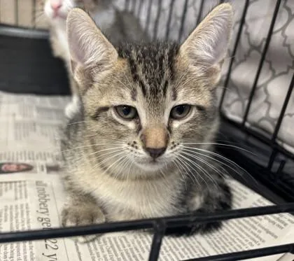 A young small-sized male Tabby (Gray / Blue / Silver) Domestic Short Hair cat named Gage for adoption in Harlingen, TX