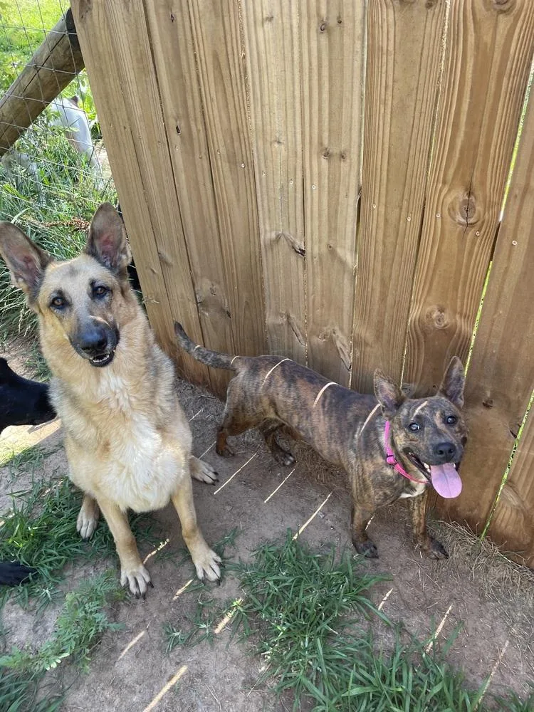 A young medium-sized female Brindle German Shepherd Dog dog named Summer for adoption in Newnan, GA