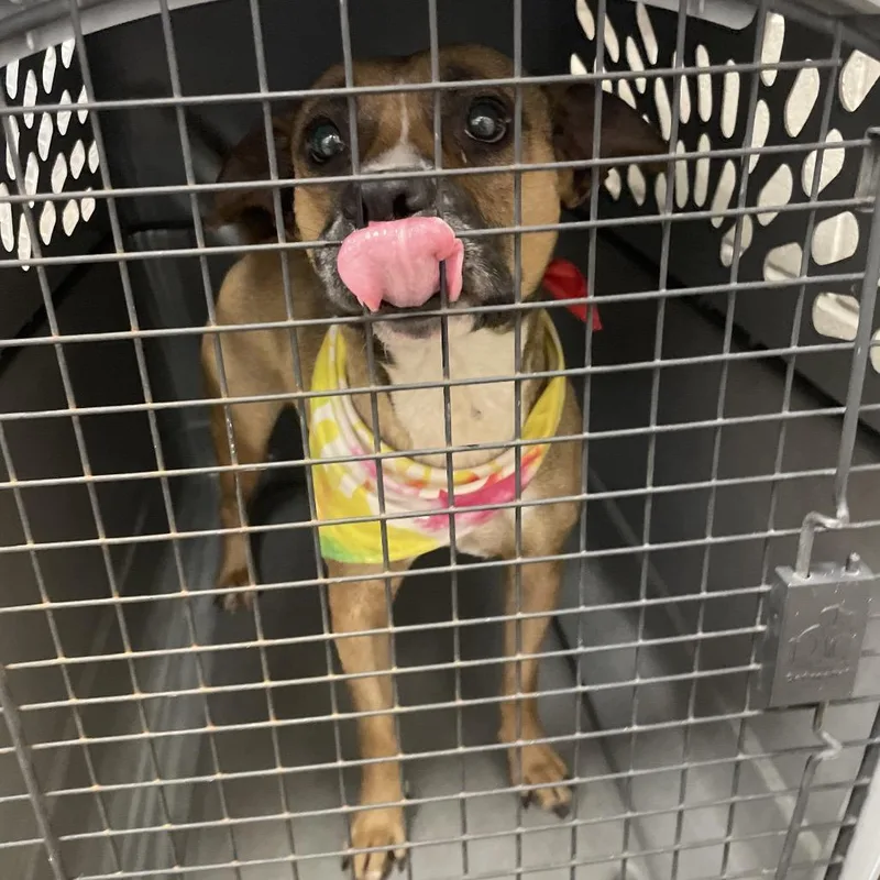 An adult medium-sized female Brown / Chocolate Staffordshire Bull Terrier dog named Ginny for adoption in Hagerstown, MD