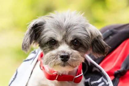 An adult small-sized female Mixed Breed dog named Nemesia for adoption in West Chester, PA
