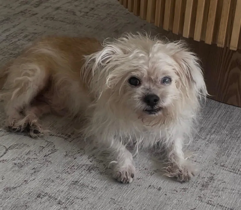 A senior small-sized male White / Cream Lhasa Apso dog named Fetty for adoption in Monroe, NC