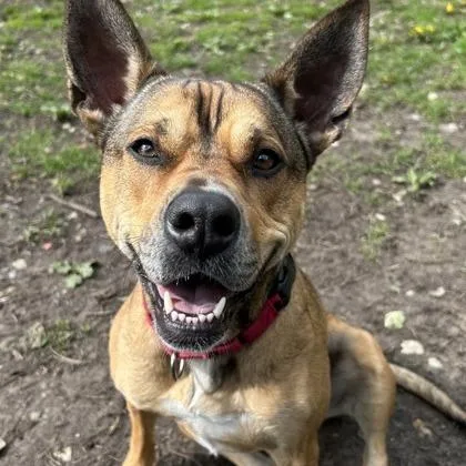 An adult medium-sized female Brown / Chocolate Mixed Breed dog named Auto for adoption in Indianapolis, IN