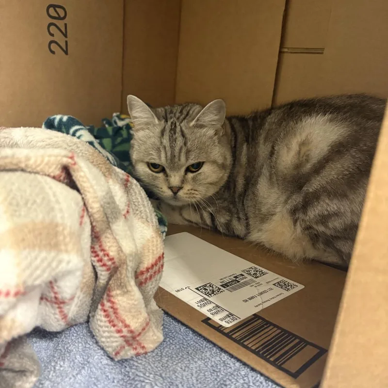 A senior medium-sized female Gray / Blue / Silver Domestic Short Hair cat named Majesty for adoption in Dover, NH