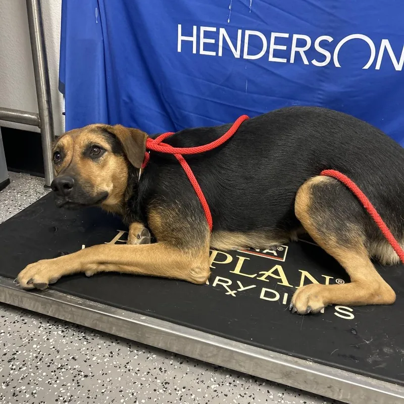 An adult large-sized female Black Mixed Breed dog named Unknown for adoption in Henderson, NV