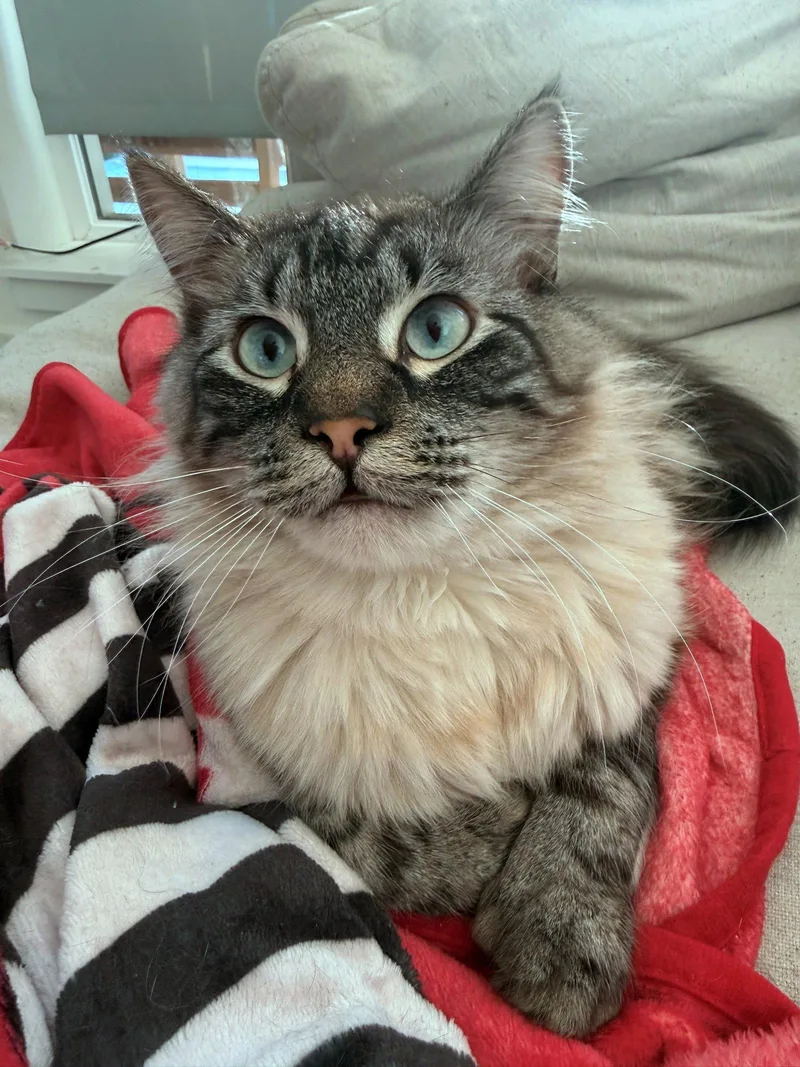 A young medium-sized male Domestic Long Hair cat named FRANKIE   Offered for adoption in Hillsboro, OR