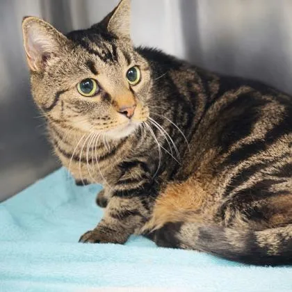 An adult small-sized male Domestic Short Hair cat named Cuddles for adoption in Voorhees, NJ