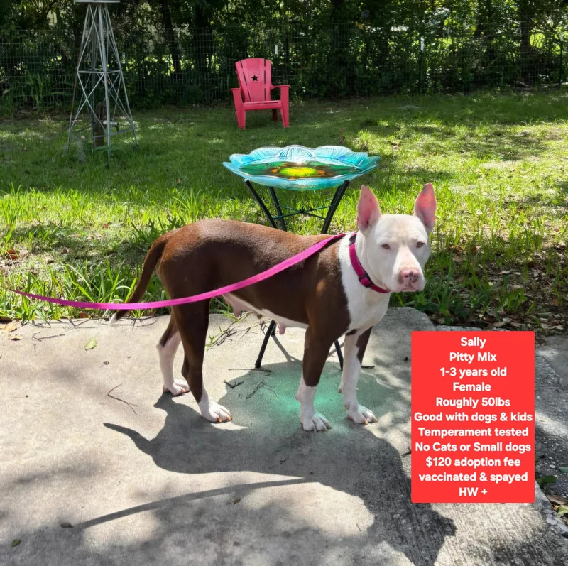 An adult medium-sized female Bull Terrier dog named Sally for adoption in Oviedo, FL
