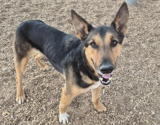 An adult medium-sized male German Shepherd Dog dog named Mooch for adoption in Albuquerque, NM
