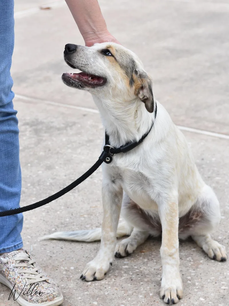 A young large-sized female Great Pyrenees dog named Willow for adoption in Conroe, TX