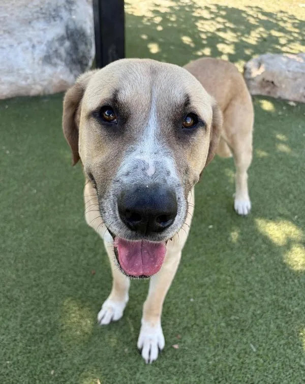 An adult large-sized male Labrador Retriever dog named Murphy for adoption in Austin, TX