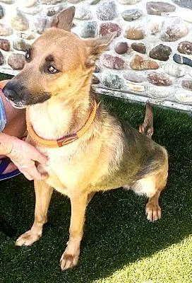 A young large-sized female German Shepherd Dog dog named Yvette for adoption in Fallbrook, CA
