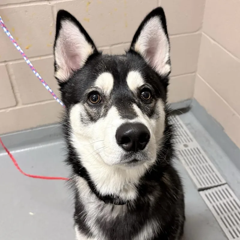An adult medium-sized male Husky dog named Puck for adoption in Tacoma, WA