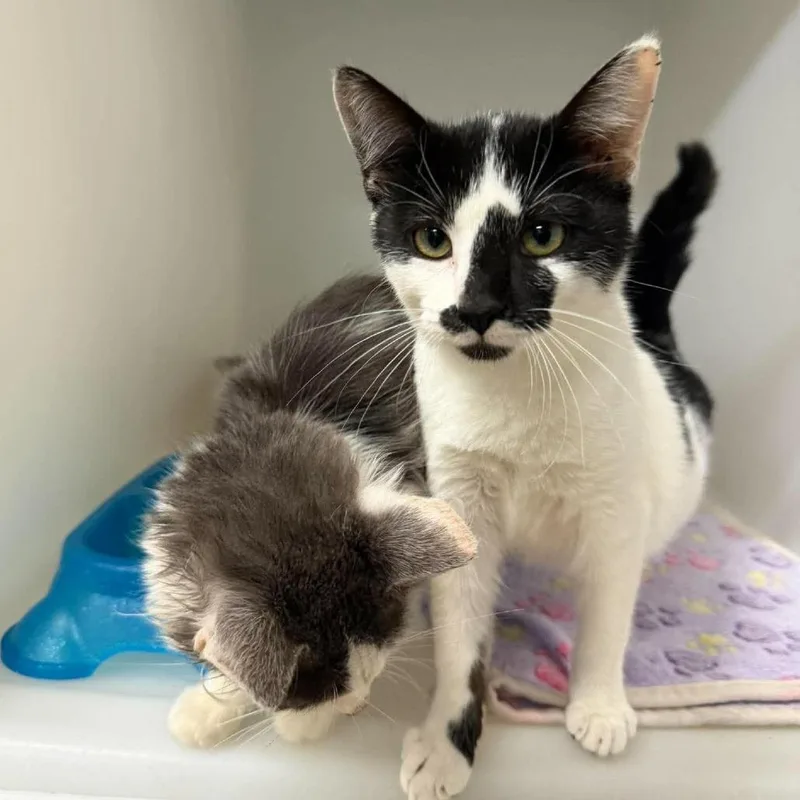 A young small-sized female Domestic Short Hair cat named Uhura for adoption in Murray, UT