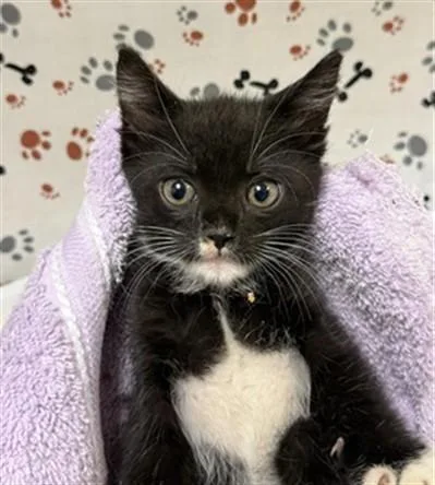 A baby small-sized female Domestic Short Hair cat named Lisa for adoption in Riverside, CA