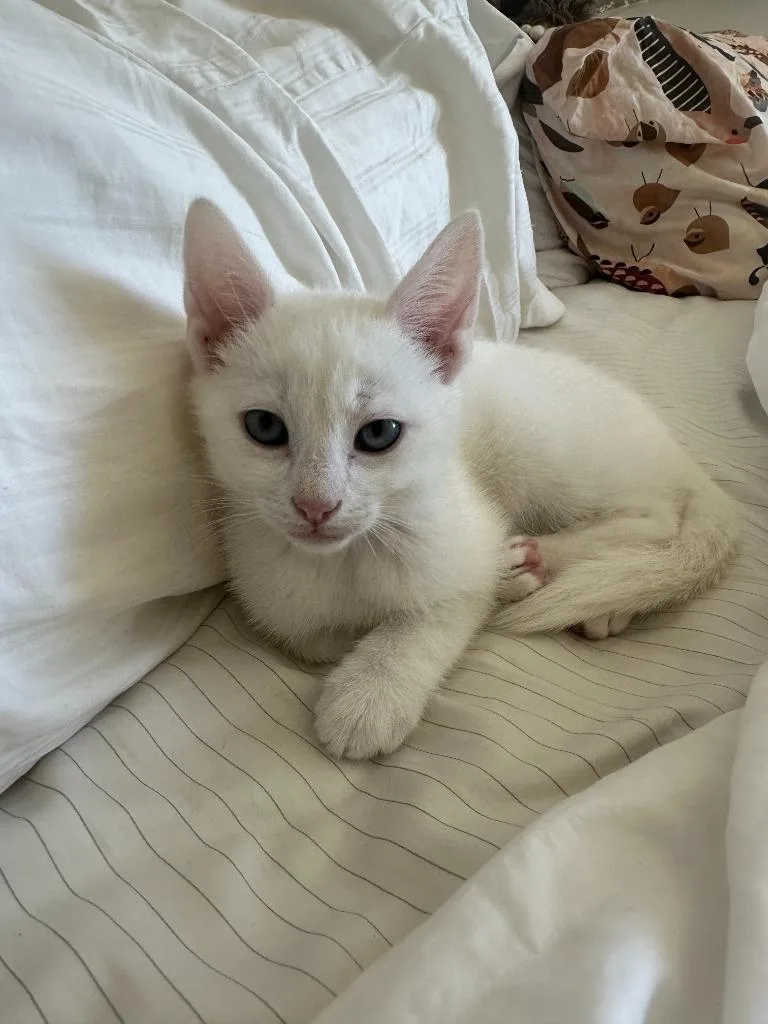 A baby small-sized male Domestic Short Hair cat named O'malley for adoption in Hyde Park, NY