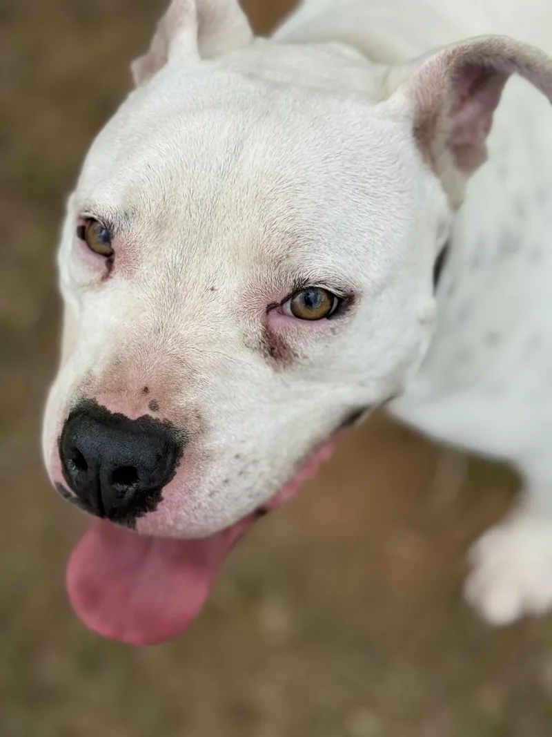 An adult large-sized male Pit Bull Terrier dog named Archie for adoption in Mount Hermon, LA
