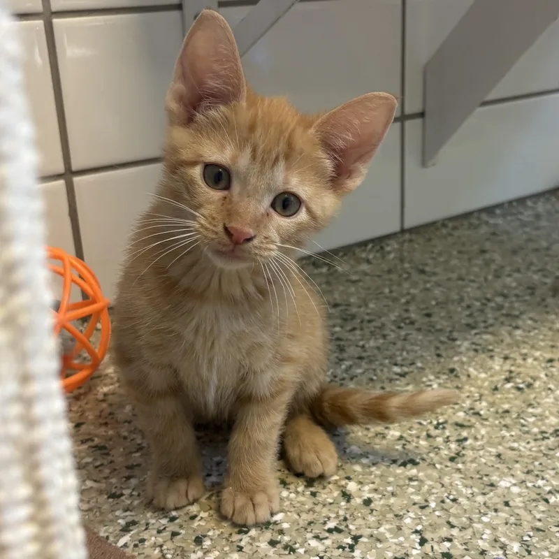 A young medium-sized male Tabby (Orange / Red) Domestic Short Hair cat named Corncake for adoption in Cedar Rapids, IA