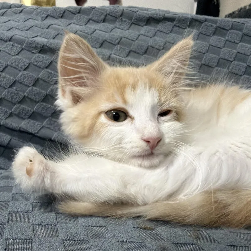 A baby small-sized female Orange / Red Domestic Short Hair cat named MoneyPenny for adoption in Los Angeles, CA