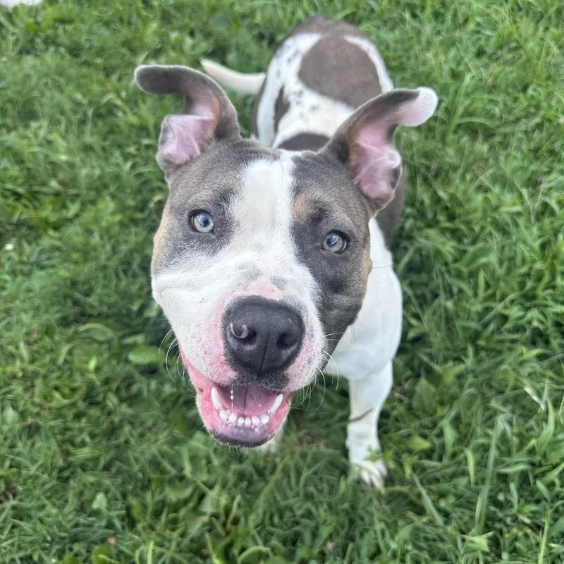 Bella