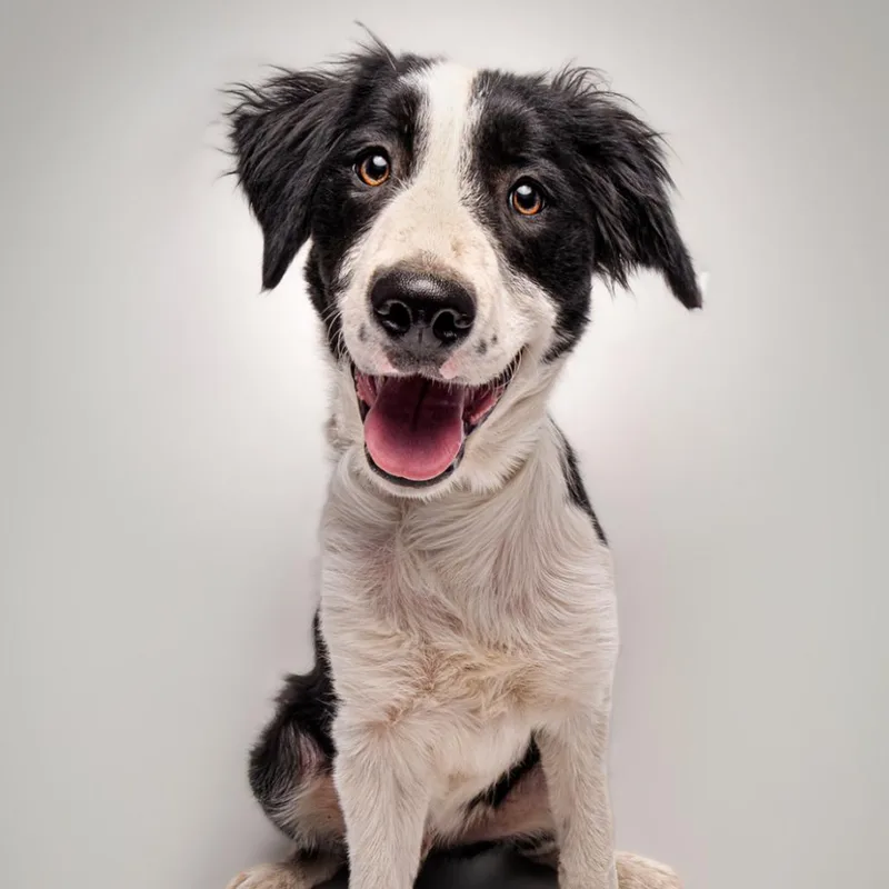 A baby medium-sized male Black Collie dog named Rj for adoption in Sonoma, CA