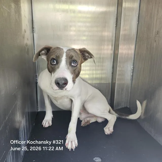 A young medium-sized male American Staffordshire Terrier dog named Leal for adoption in San Antonio, TX