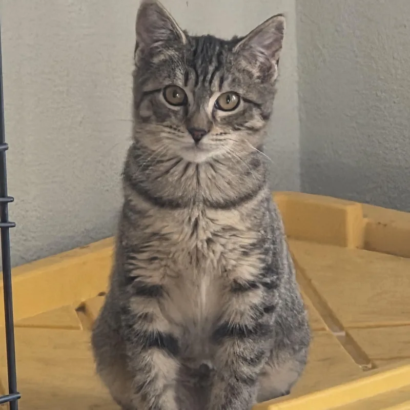 A young medium-sized female Domestic Medium Hair cat named Cady bonded with Cade for adoption in Rochester, WA