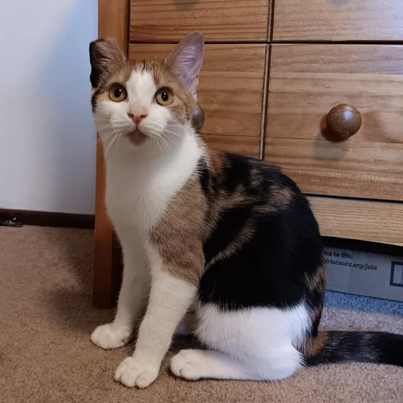 A baby medium-sized female Black Calico cat named Celeste for adoption in Springfield, OR