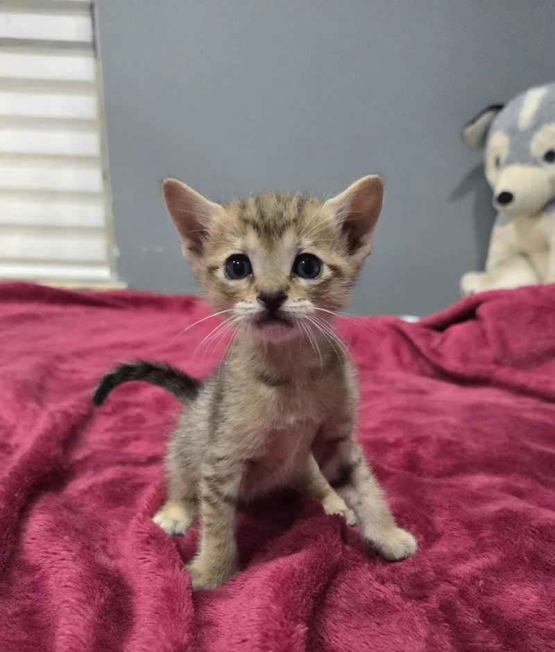 A baby medium-sized female Tabby (Brown / Chocolate) Domestic Short Hair cat named Lynn for adoption in Gregory, TX