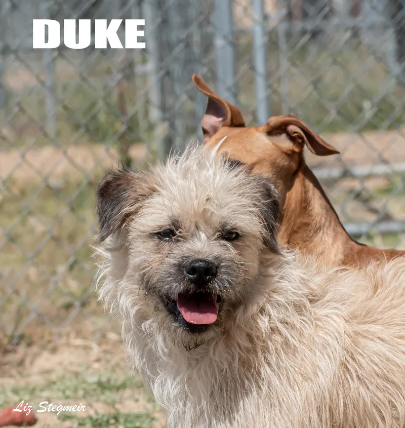 Duke thumbnail 3