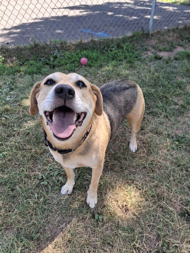 An adult medium-sized female Hound dog named Jazzy for adoption in Ironwood, MI