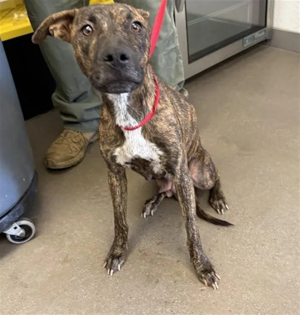 A young large-sized female Pit Bull Terrier dog named Felicity for adoption in Mesa, AZ