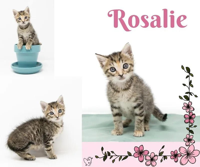 Rosalie thumbnail 2
