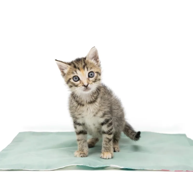 A baby medium-sized female Tabby (Buff / Tan / Fawn) Tabby cat named Rosalie for adoption in Trophy Club, TX