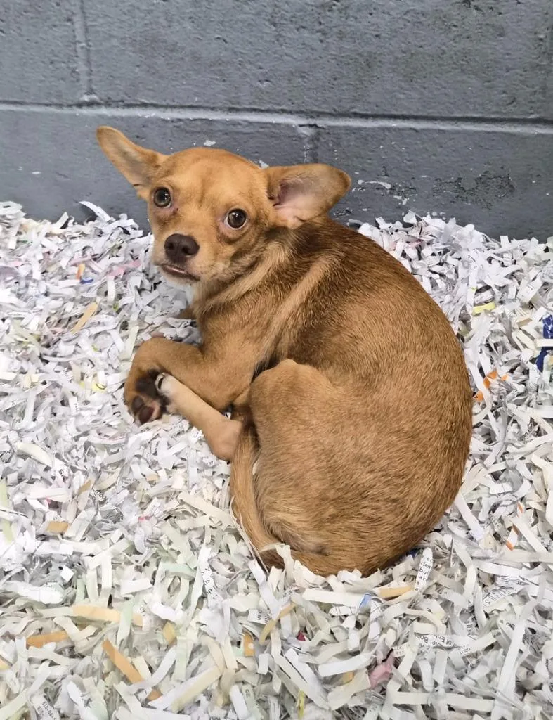 A young medium-sized male Mixed Breed dog named Tank for adoption in Danielsville, GA