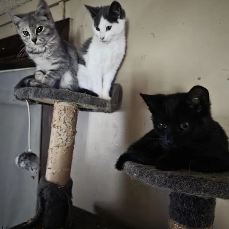 A baby small-sized male Black Domestic Short Hair cat named Ralph for adoption in Harrisonburg, VA