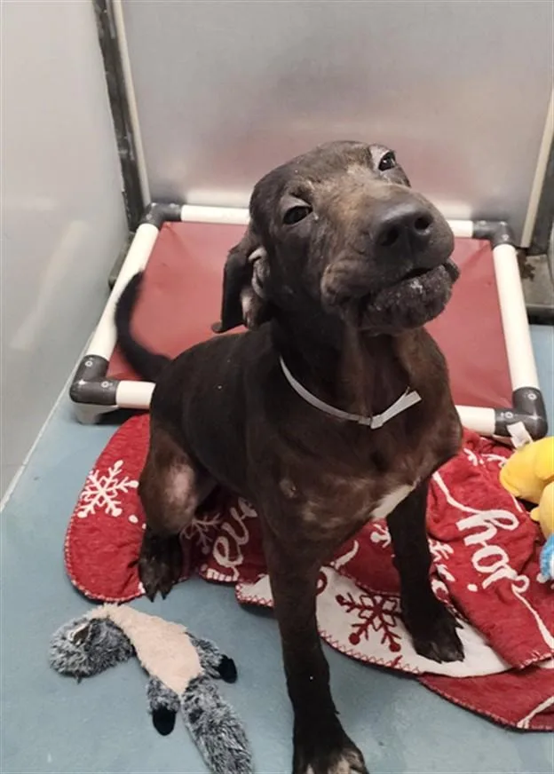 A young medium-sized male Labrador Retriever dog named Daffy for adoption in Houston, TX